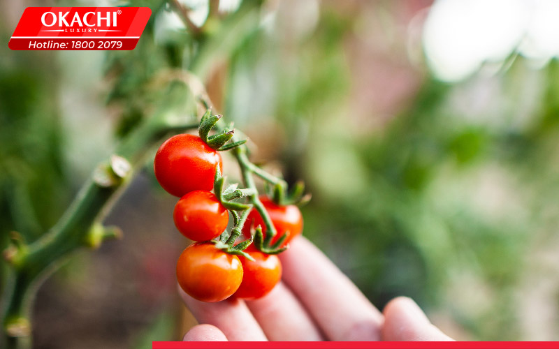 Sử dụng cà chua sống mỗi ngày có tốt không?