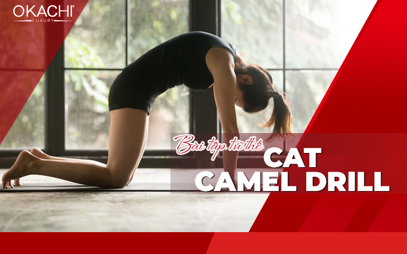 Bài tập tư thế cat/camel drill