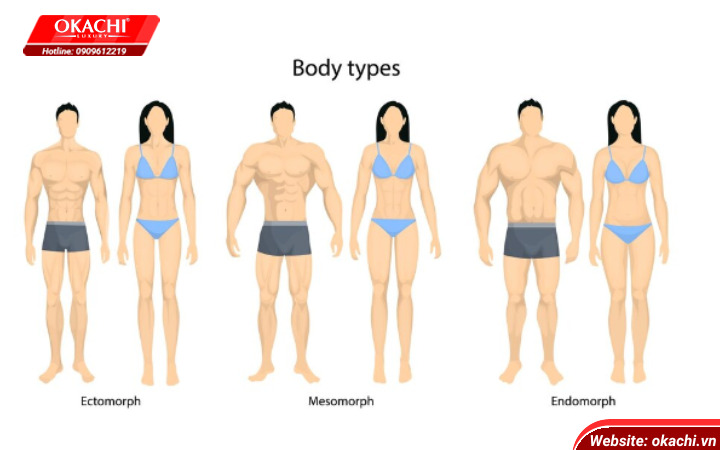 Endomorph Body Type Là Gì - Tìm Hiểu Và Hướng Dẫn Chi Tiết