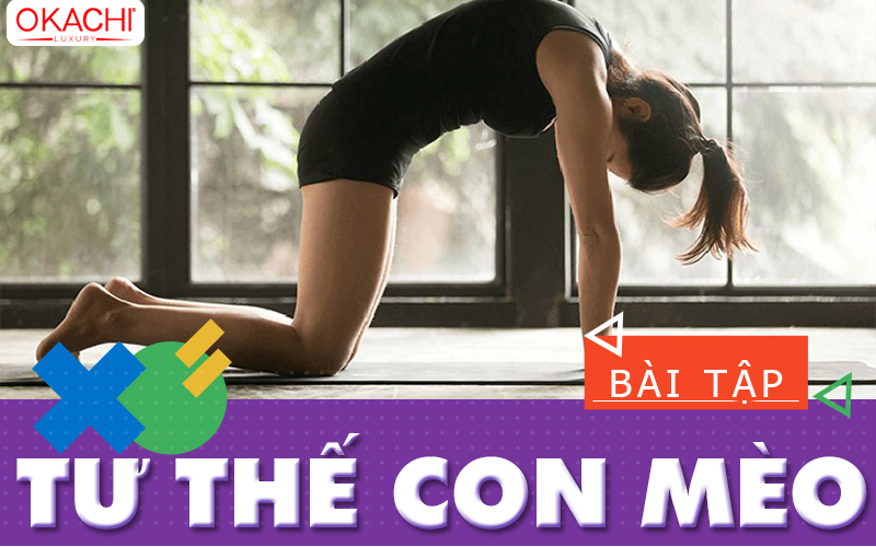 Tập tư thế con mèo