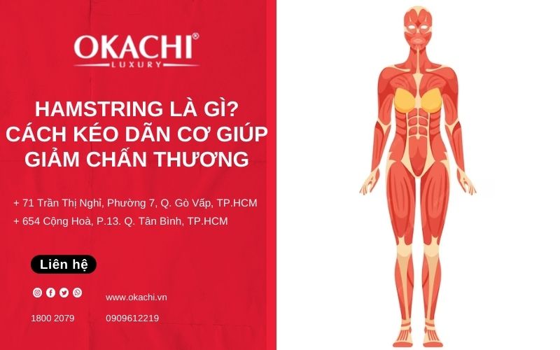 Hamstring là gì? Cách kéo giãn cơ GIẢM CHẤN THƯƠNG