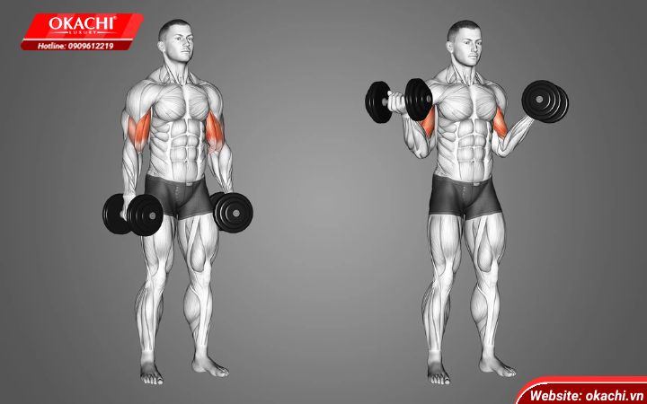 Bài tập Biceps Curls – Động tác gập bắp tay