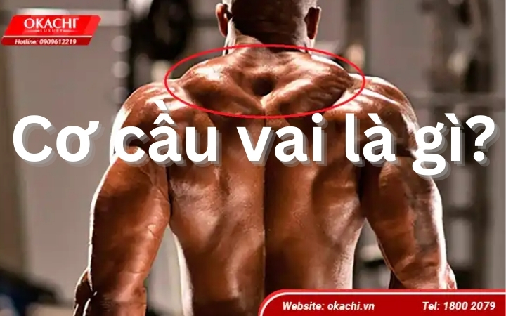 Cơ cầu vai là gì?