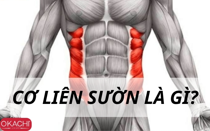 Cơ liên sườn là gì