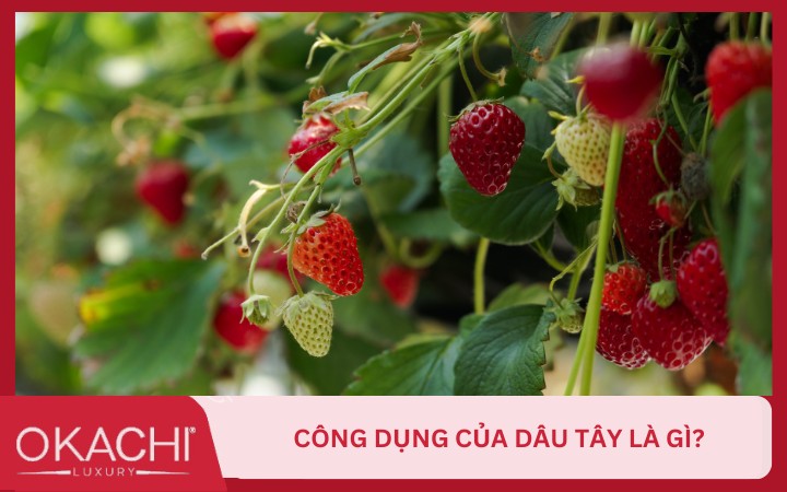 cong dung cua dau tay la gi