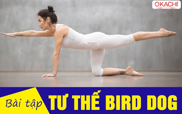 Bài tập tư thế bird dog
