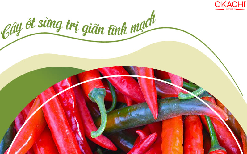 cây ớt sừng trị suy giãn tĩnh mạch