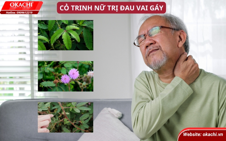 Cỏ trinh nữ trị đau vai gáy