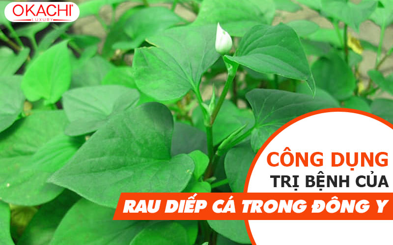 Công dụng trị bệnh của rau diếp cá trong đông y