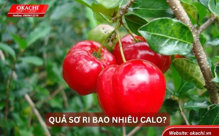 Quả  sơ ri bao nhiêu calo