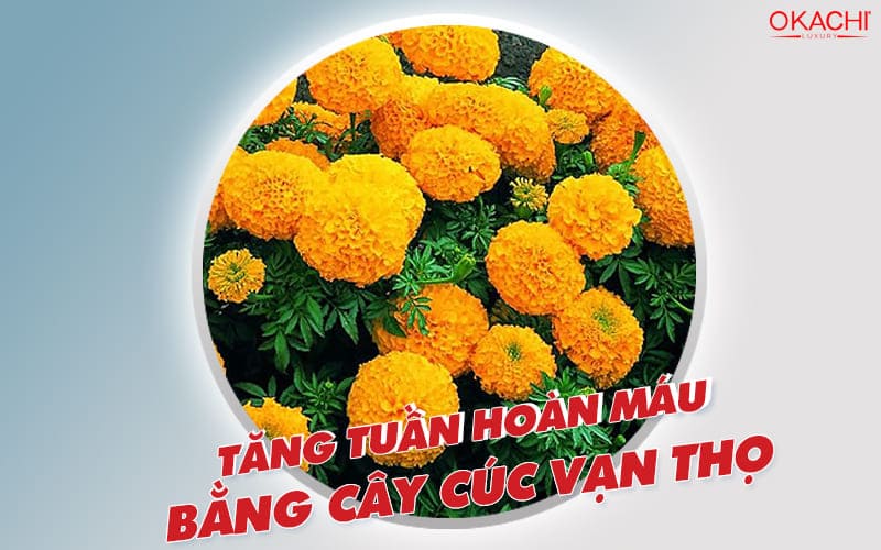 tăng tuần hoàn máu bằng cúc vạn thọ