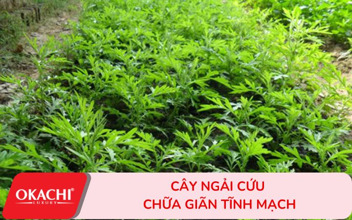 Các loại thảo dược hỗ trợ điều trị