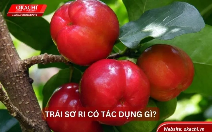 Trái sơ ri có tác dụng gì
