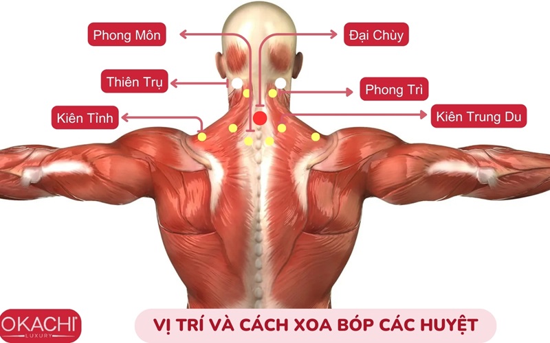 Vị trí và cách xoa bóp các huyệt